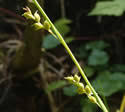 Carex vaginata (Sheathed Sedge): Minnesota Wildflowers