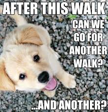 Puppy Meme on Pinterest | Funny Dogs, Dogs and Animals and pets via Relatably.com