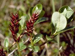 Salix reticulata (Netleaf willow) | Native Plants of North America