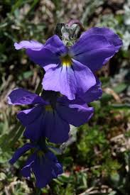 Viola calcarata (Alpine Pansy) - The Alpine Flora of Zermatt ...