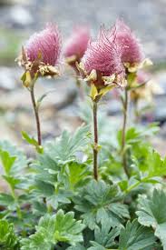 What Is Geum Reptans – Tips For Growing Creeping Avens Plants