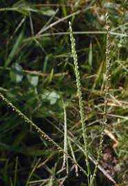 Smooth Crabgrass (Digitaria ischaemum)