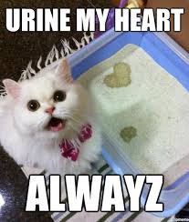Memes Vault Funny Cat Memes about Love via Relatably.com