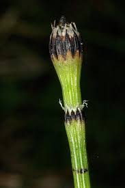 Scheda IPFI, Acta Plantarum Equisetum_variegatum