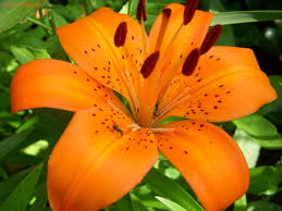 Image result for lilies