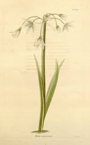 Allium pendulinum - Useful Temperate Plants