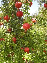 pomegranate plants ile ilgili görsel sonucu