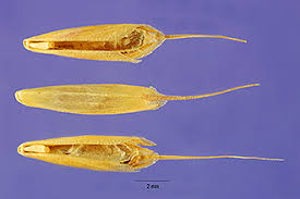 Plants Profile for Bromus ramosus (hairy brome)