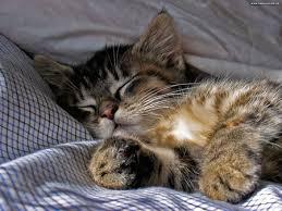 Image result for cats sleeping in bed