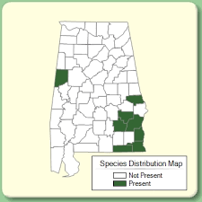 Solanum dimidiatum - Species Page - APA: Alabama Plant Atlas