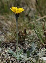 Hieracium glanduliferum (Glandular Hawkweed) - The Alpine Flora ...