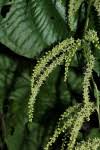 Species information: Dioscorea asteriscus - Flora of Zimbabwe