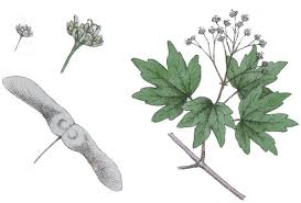 Aceraceae - Wikipedia