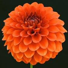 Image result for orange color flowers