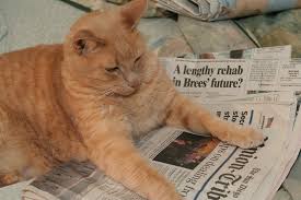 Image result for CATS READING