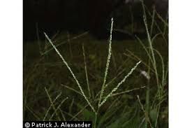 Plants Profile for Digitaria ischaemum (smooth crabgrass)