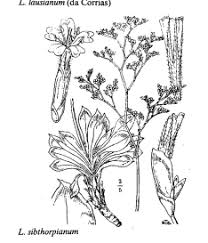 Sp. Limonium sibthorpianum - florae.it