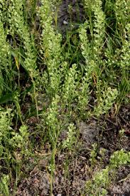 Lepidium virginicum - Michigan Flora