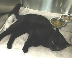Image result for black cat in hospital
