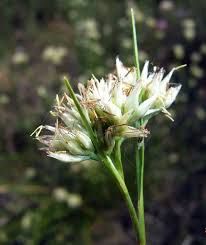 Rhynchospora alba - Wikipedia