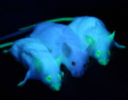 Image result for fluorescent proteins