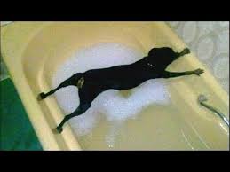 Image result for bathtime for dogs