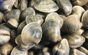 Image result for clams