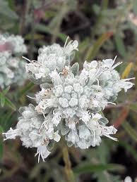 Teucrium polium L., Poley (World flora) - Pl@ntNet identify