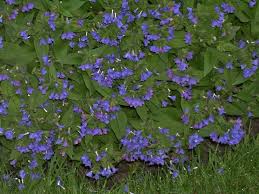 Blue Lungwort (Pulmonaria angustifolia) - Garden.org