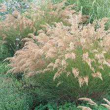 Achnatherum calamagrostis| Silver Spike Grass | High Country ...