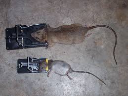 Image result for rats