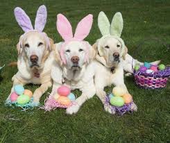 Image result for dog dressed as easter bunny