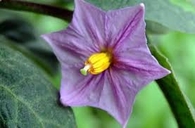 Solanum melongena L. | Plants of the World Online | Kew Science