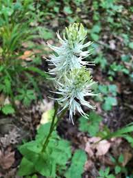 Phyteuma spicatum L., Spiked Rampion (World flora) - Pl@ntNet ...