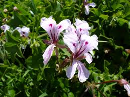 Pelargonium peltatum - Wikipedia