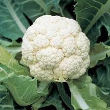 Image result for cauliflower in garden