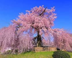 円山公園 桜の画像