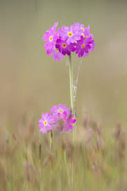 Primula farinosa - Wikispecies