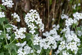 Lunaria rediviva (Perennial Honesty) - BBC Gardeners World ...
