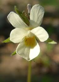 Viola arvensis Calflora