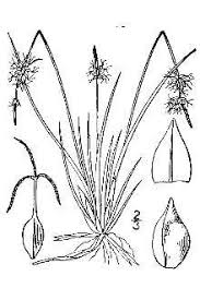 Plants Profile for Carex supina (weak arctic sedge)