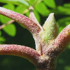 Sorbus aucuparia (European mountain-ash): Go Botany