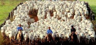 Resultado de imagem para vida de gado pessoas trabalhando