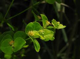 Scheda IPFI, Acta Plantarum Euphorbia_lucida