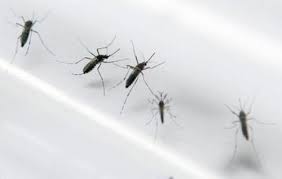 Tại sao Khánh Hòa thả hàng ngàn con muỗi ra đảo để… nuôi.
