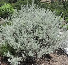 Artemisia arborescens Tree Wormwood