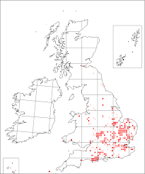 Chenopodium hybridum | Online Atlas of the British and Irish Flora