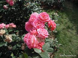 Image result for images of rose garden chandigarh
