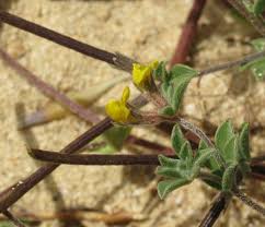 Lotus halophilus (Sand Restharrow) : MaltaWildPlants.com - the ...