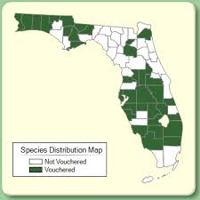 Sagittaria latifolia - Species Page - ISB: Atlas of Florida Plants